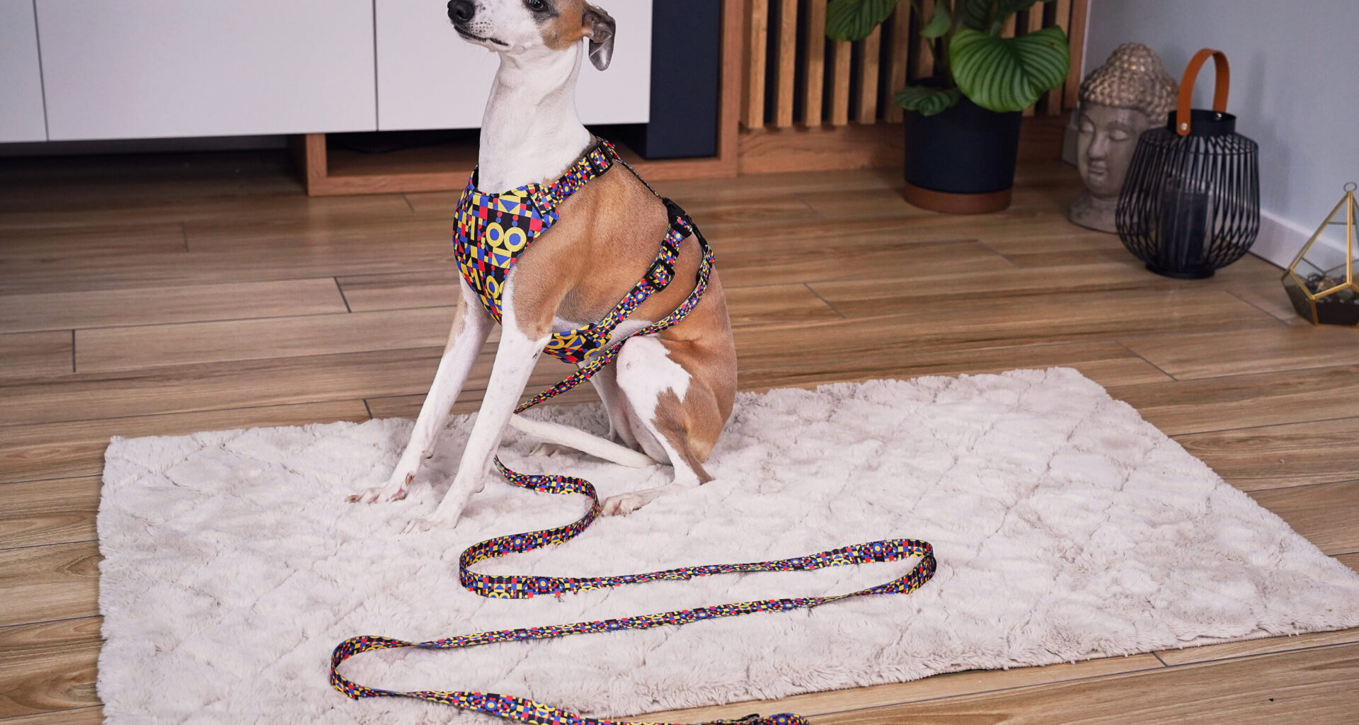 Obroże i smycze dla psów - kolekcja abstrakcja