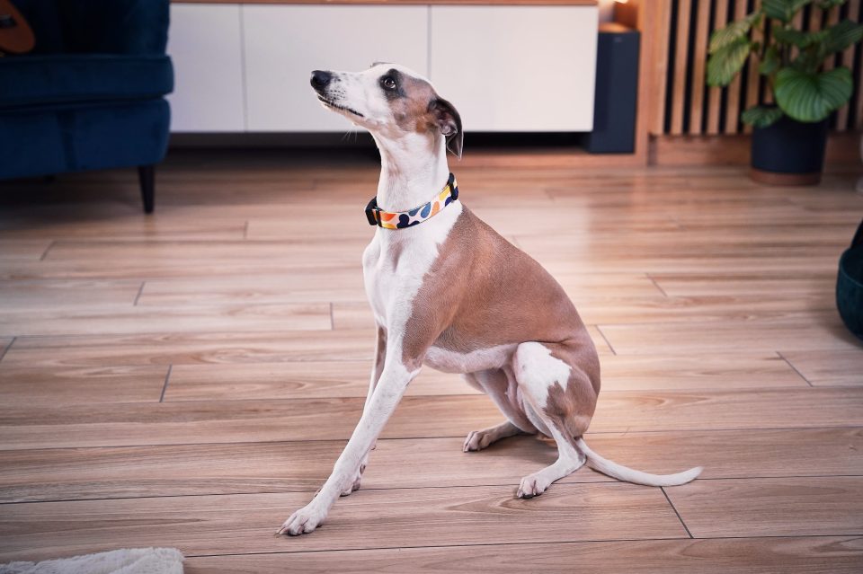 Właścicielka Psiako z psem — ręcznie szyte akcesoria dla psów